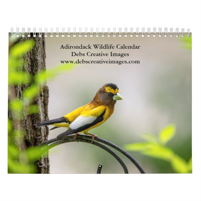 Adirondack Wildlife 2026 Kalender (Titelbild)