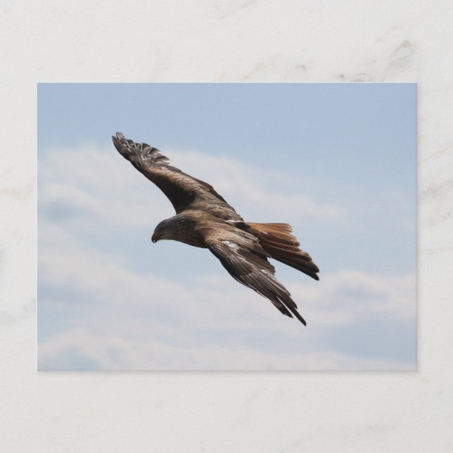 Adler am Himmel Postkarte (Vorderseite)