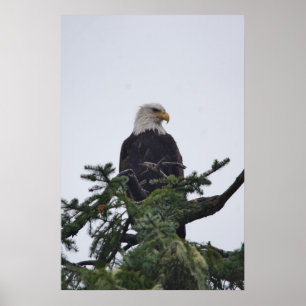 Adler auf Baumoberbild Poster