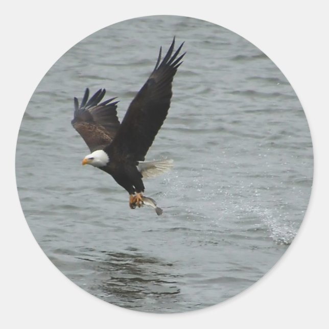 Adler, der einen Fisch fängt Runder Aufkleber (Vorderseite)