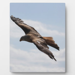Adler Fotoplatte