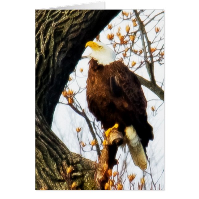 Adler, für den Flug vorgesehen (Vorne)