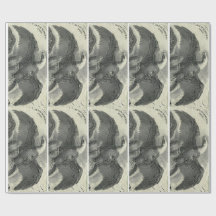 Adler