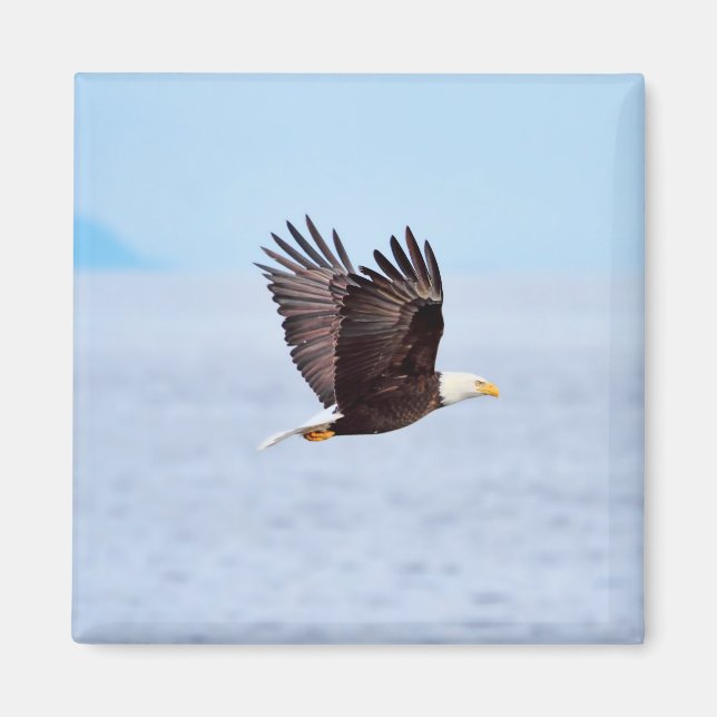 Adler im Flug Magnet (Vorne)