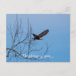 Adler im Flug Postkarte