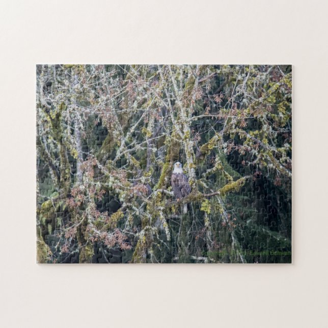 Adler im PNW (Horizontal)