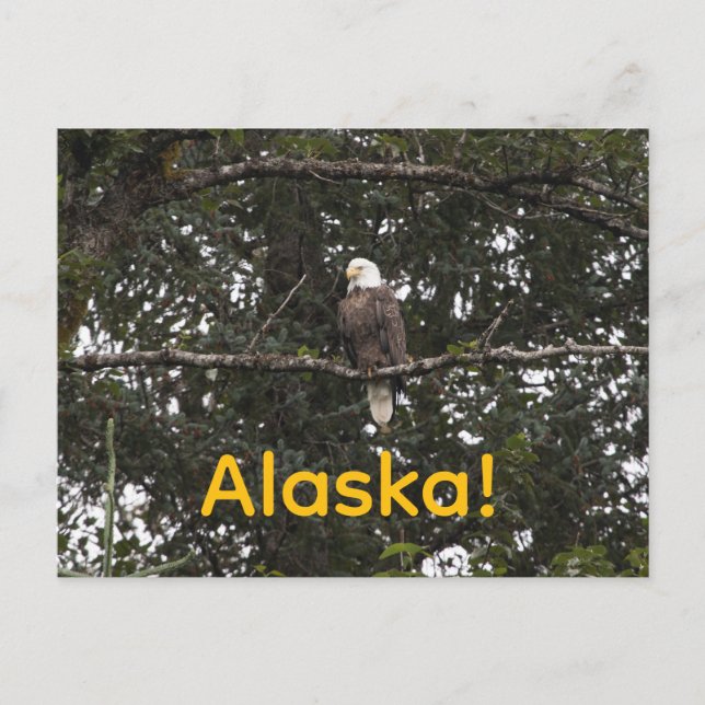 Adler in den Bäumen Postkarte (Vorderseite)