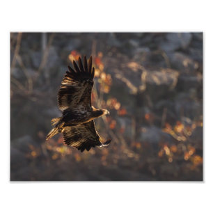 Adler in der goldenen Stunde Fotodruck