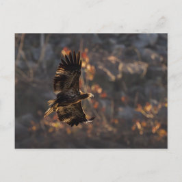 Adler in der goldenen Stunde Postkarte