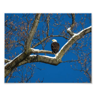 Adler in einem Schneebaum Fotodruck