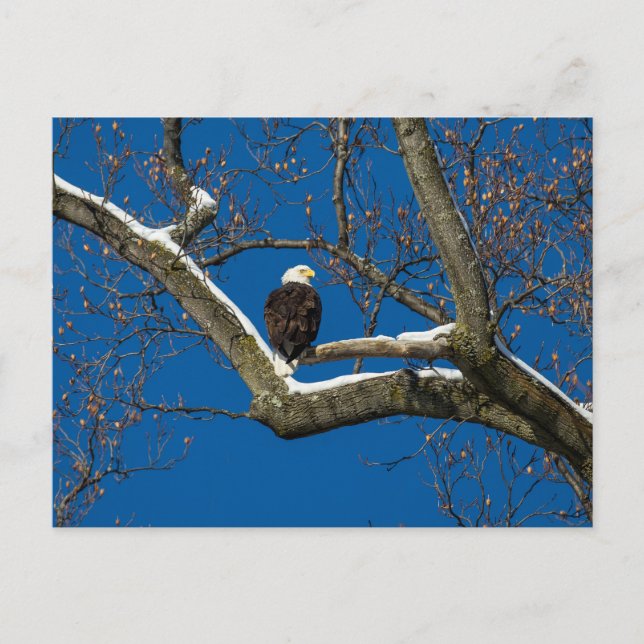 Adler in einem Schneebaum Postkarte (Vorderseite)