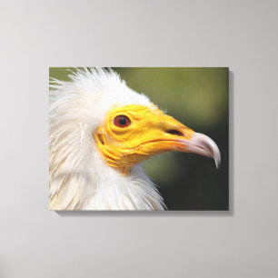Adler Leinwanddruck