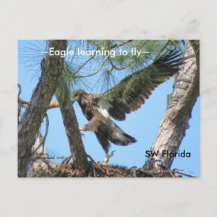 Adler lernt Spiegelfliegen und Florida Postkarte