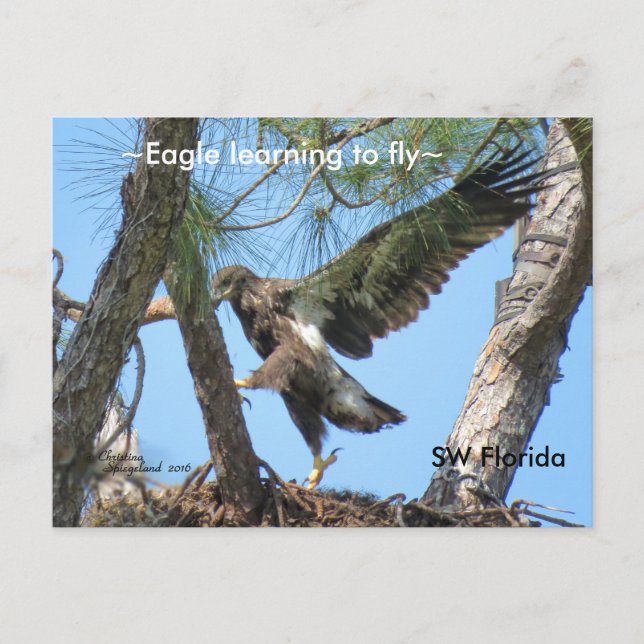 Adler lernt Spiegelfliegen und Florida Postkarte (Vorderseite)