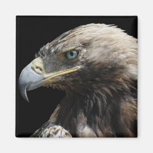 Adler Magnet