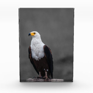 Adler Minimalistische selektive Farbfotografie Fotoblock