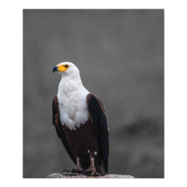 Adler Minimalistische selektive Farbfotografie Fotodruck
