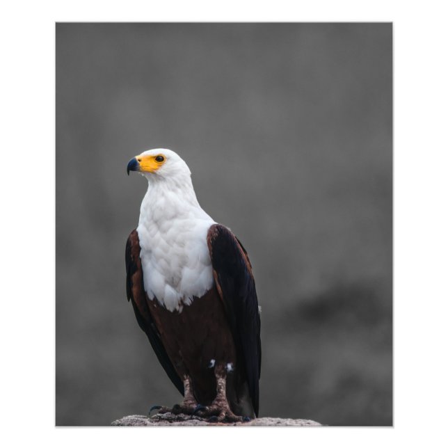 Adler Minimalistische selektive Farbfotografie Fotodruck (Vorne)