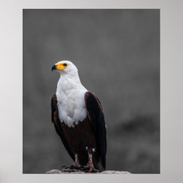 Adler Minimalistische selektive Farbfotografie Poster