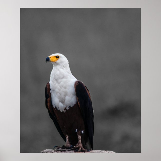 Adler Minimalistische selektive Farbfotografie Poster (Vorne)