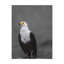Adler Minimalistische selektive Farbfotografie