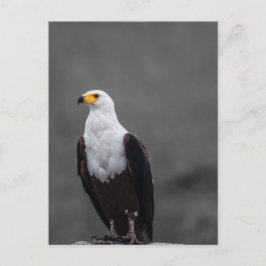 Adler Minimalistische selektive Farbfotografie Postkarte