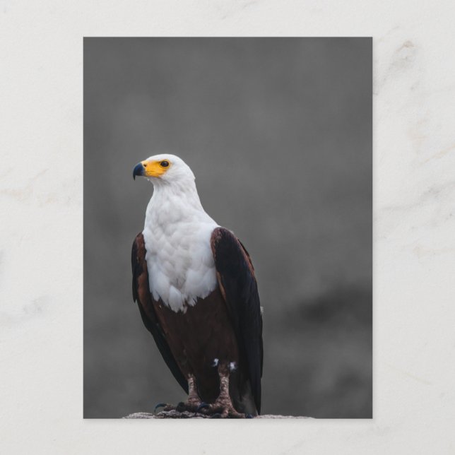 Adler Minimalistische selektive Farbfotografie Postkarte (Vorderseite)