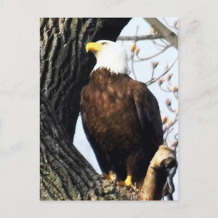 Adler mit Bald, stolz und stark Postkarte
