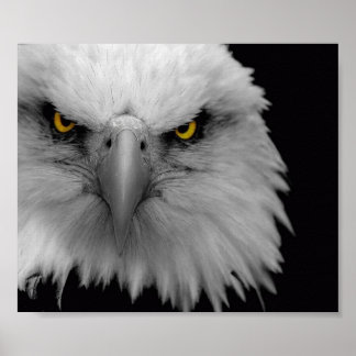 Adler Poster