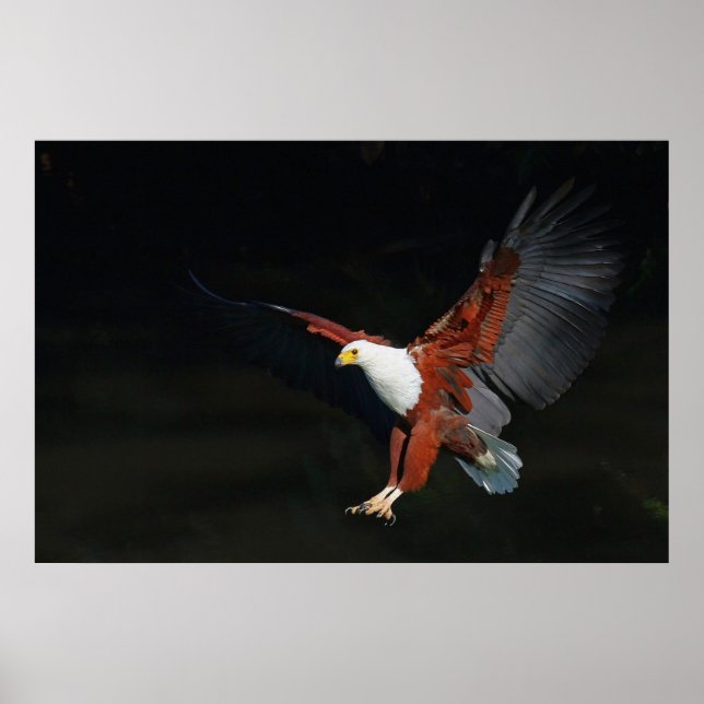 Adler Poster (Vorne)