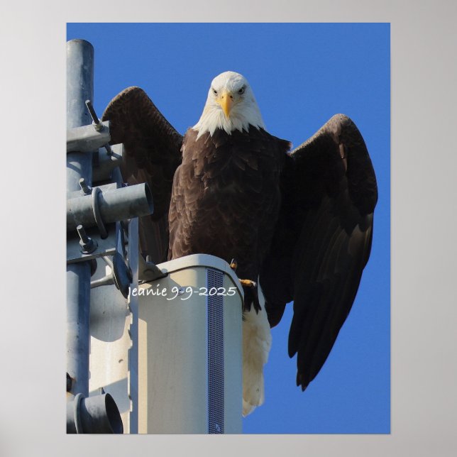 Adler Poster (Vorne)