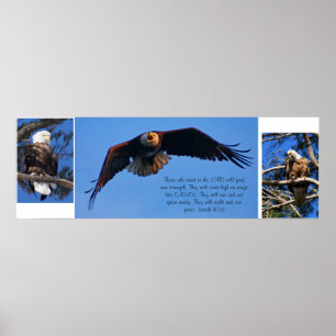 Adler Poster
