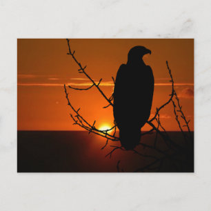 Adler Postkarte