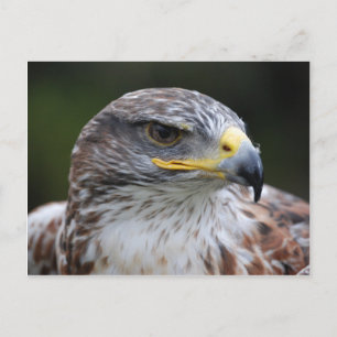 Adler Postkarte