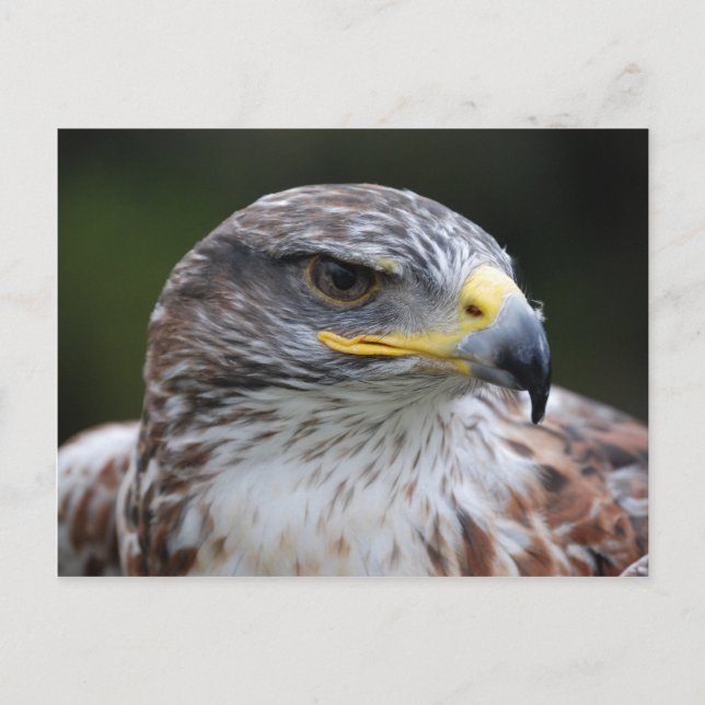 Adler Postkarte (Vorderseite)