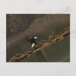Adler Postkarte