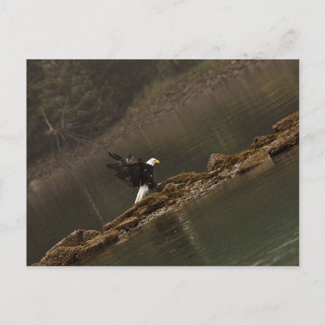 Adler Postkarte (Vorderseite)