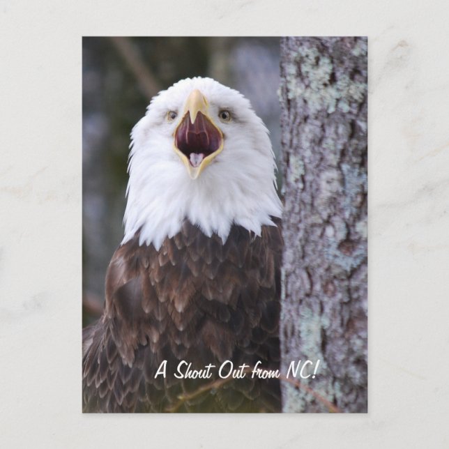 Adler Postkarte (Vorderseite)