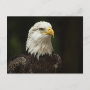 Adler Postkarte