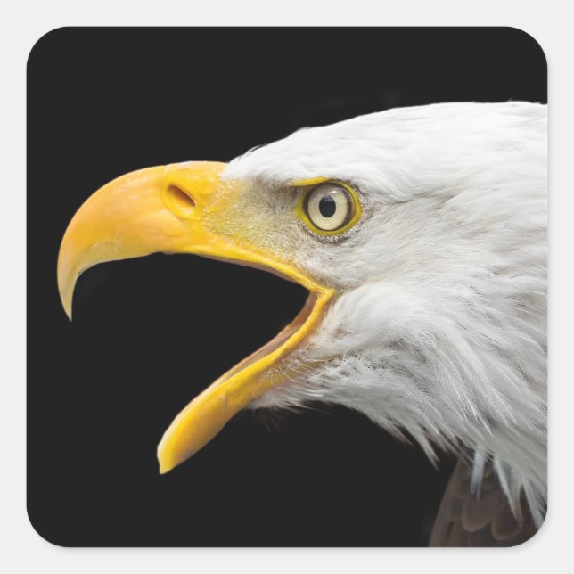 Adler Quadratischer Aufkleber (Vorderseite)