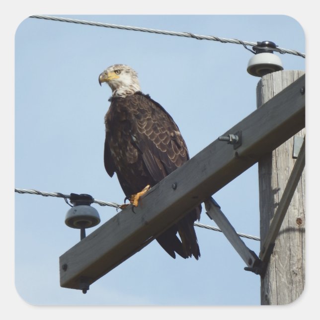 Adler Quadratischer Aufkleber (Vorderseite)