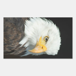 Adler Rechteckiger Aufkleber
