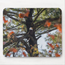 Adler und Fallende Blätter