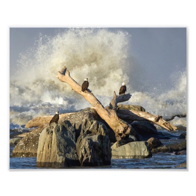 Adler und Rohwasser Fotodruck (Vorne)