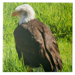Adler-up-nahe Keramik Fliese