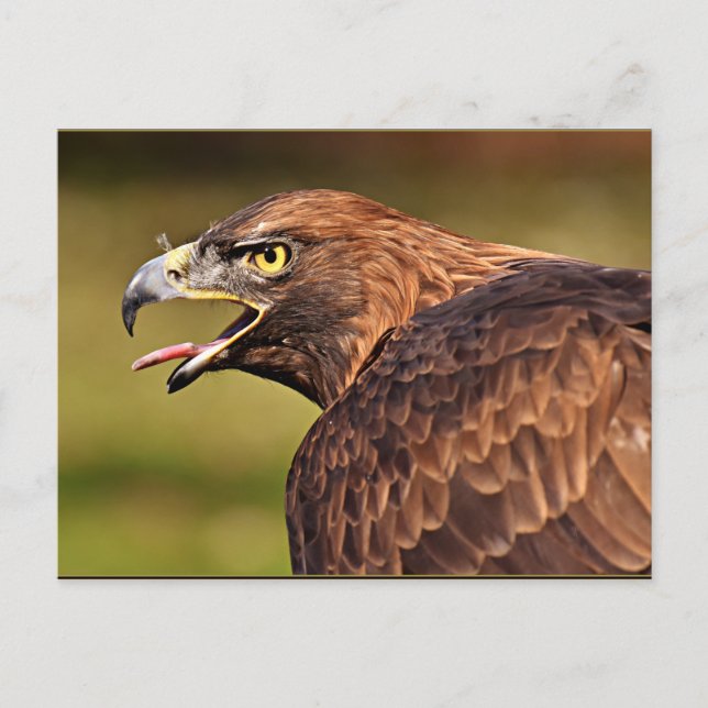 Adler, Vogel der Prey Postkarte (Vorderseite)