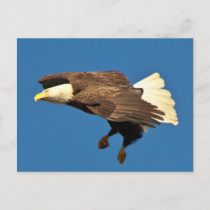 Adlerbarsch bereitet sich auf die Landung vor Postkarte