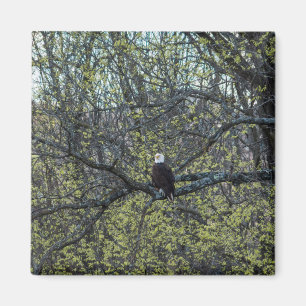 Adlerbewusstsein Magnet