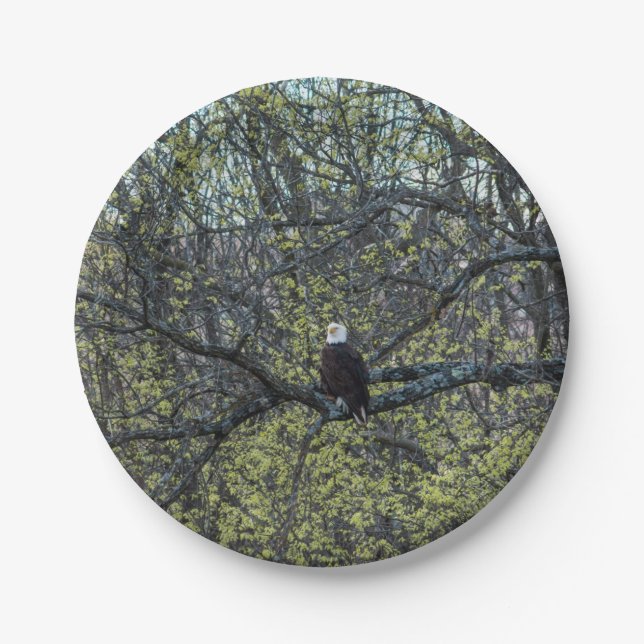 Adlerbewusstsein Pappteller (Vorderseite)