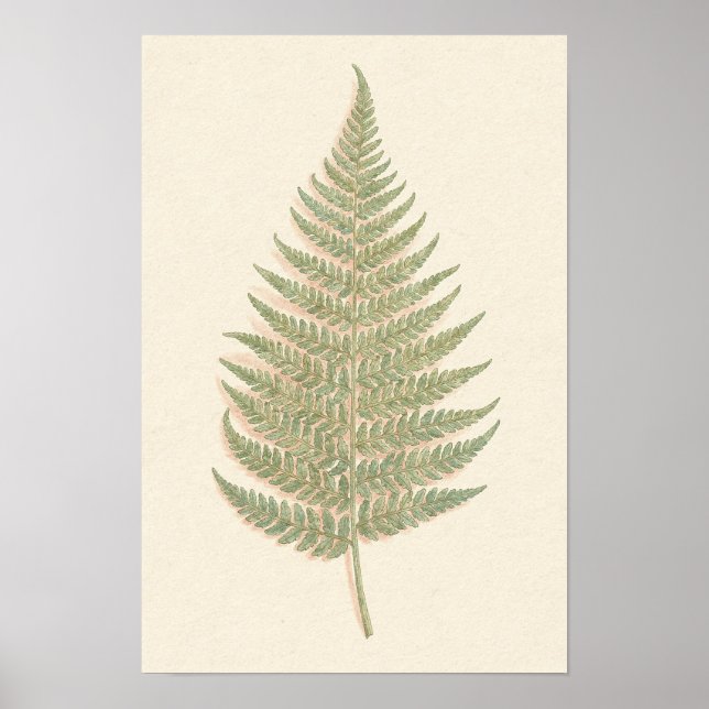 Adlerfarn Botanik-Studienposter Poster (Vorne)